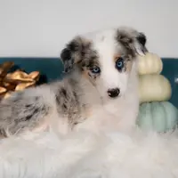 Myst, a female Border Collie for sale in Springfield, MO – Photo 2 of 9