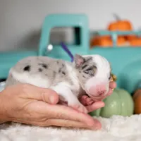 Myst, a female Border Collie for sale in Springfield, MO – Photo 8 of 9