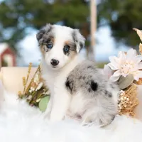 Myst, a female Border Collie for sale in Springfield, MO – Photo 4 of 9