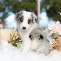 Myst, a female Border Collie for sale in Springfield, MO – Photo 5 of 9