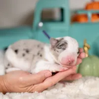 Myst, a female Border Collie for sale in Springfield, MO – Photo 9 of 9