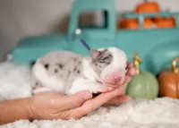 processed/d88d19c5-c1b5-4e2c-baef-1a3b1bf32465/listing/2e5d4557-0e71-4f53-87d4-9abc5c25e682/a3c5bf0f-1e90-41b0-a3f4-a4330be68daf