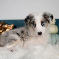 Myst, a female Border Collie for sale in Springfield, MO – Photo 1 of 9