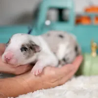 Myst, a female Border Collie for sale in Springfield, MO – Photo 7 of 9