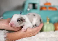 processed/d88d19c5-c1b5-4e2c-baef-1a3b1bf32465/listing/2e5d4557-0e71-4f53-87d4-9abc5c25e682/c0bb00cf-1910-4f3d-862f-d56c1b30162c