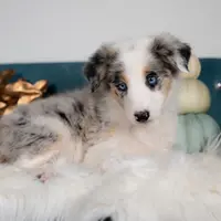 Myst, a female Border Collie for sale in Springfield, MO – Photo 3 of 9