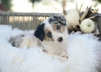 Chenille, a female Border Collie for sale in Springfield, MO – 3 of 8