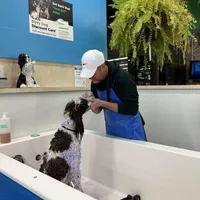 Dapper, a male Poodle - Standard  for sale in Springfield, MO – Photo 3 of 10