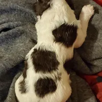 Dapper, a male Poodle - Standard  for sale in Springfield, MO – Photo 10 of 10