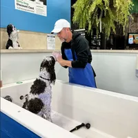 Dapper, a male Poodle - Standard  for sale in Springfield, MO – Photo 2 of 10