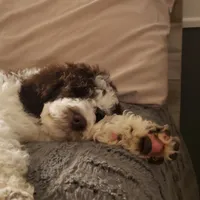 Dapper, a male Poodle - Standard  for sale in Springfield, MO – Photo 9 of 10