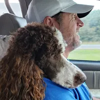 Dapper, a male Poodle - Standard  for sale in Springfield, MO – Photo 4 of 10