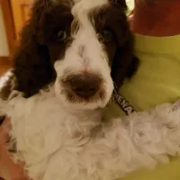 Dapper, a male Poodle - Standard  for sale in Springfield, MO – Photo 8 of 10