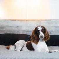 Dapper, a male Poodle - Standard  for sale in Springfield, MO – Photo 5 of 10