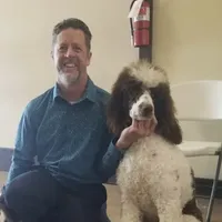 Dapper, a male Poodle - Standard  for sale in Springfield, MO – Photo 1 of 10