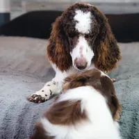Dapper, a male Poodle - Standard  for sale in Springfield, MO – Photo 6 of 10