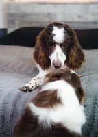 processed/d88d19c5-c1b5-4e2c-baef-1a3b1bf32465/listing/3395152a-970d-4baf-a235-0fdd0e1608ae/b3fe97d5-6ba3-4ec9-87e7-6518804130bd