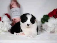 Rowan, a male Border Collie for sale in Springfield, MO – Photo 5 of 5