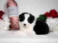 Rowan, a male Border Collie for sale in Springfield, MO – Photo 2 of 5