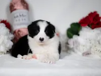 Rowan, a male Border Collie for sale in Springfield, MO – Photo 3 of 5