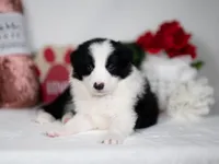 Rowan, a male Border Collie for sale in Springfield, MO – Photo 4 of 5