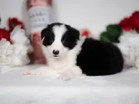 Rowan, a male Border Collie for sale in Springfield, MO – Photo 1 of 5