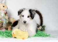 River, a male Border Collie for sale in Springfield, MO – Photo 6 of 10