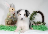 River, a male Border Collie for sale in Springfield, MO – Photo 7 of 10