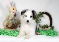 River, a male Border Collie for sale in Springfield, MO – Photo 4 of 10