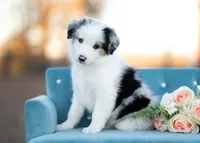 River, a male Border Collie for sale in Springfield, MO – Photo 8 of 10