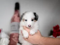 River, a male Border Collie for sale in Springfield, MO – Photo 10 of 10