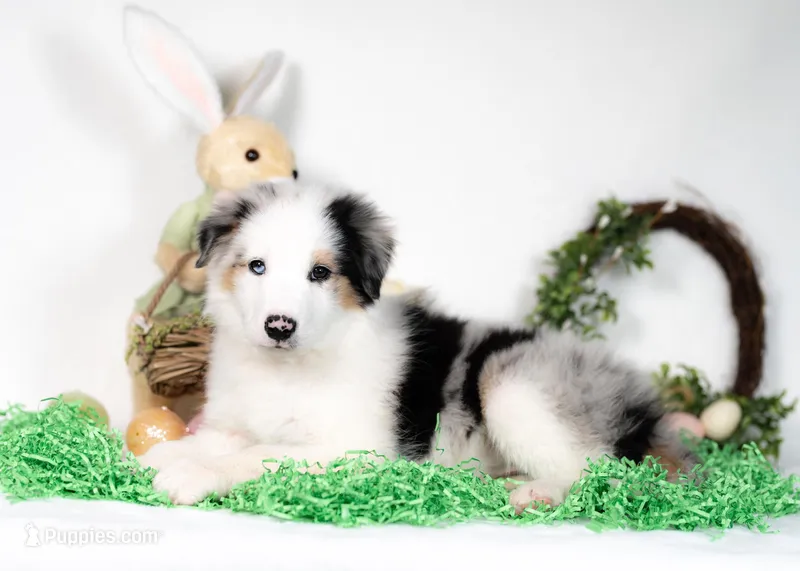 River, a male Border Collie for sale in Springfield, MO – Photo 1 of 10