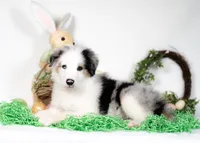 River, a male Border Collie for sale in Springfield, MO – Photo 1 of 10