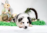 River, a male Border Collie for sale in Springfield, MO – Photo 2 of 10