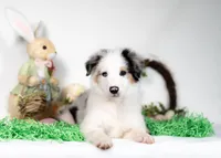 River, a male Border Collie for sale in Springfield, MO – Photo 3 of 10