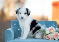 River, a male Border Collie for sale in Springfield, MO – Photo 9 of 10