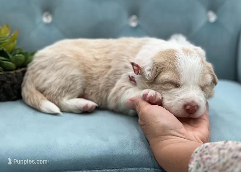 Elara – Border Collie puppy for sale in Springfield, MO