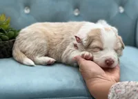 Elara, a female Border Collie for sale in Springfield, MO – Photo 1 of 3