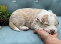 Elara, a female Border Collie for sale in Springfield, MO – Photo 3 of 3