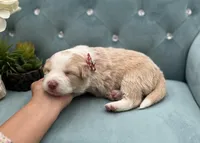 Elara, a female Border Collie for sale in Springfield, MO – Photo 2 of 3