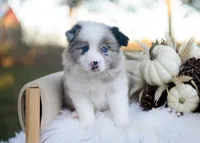 Miles, a male Border Collie for sale in Springfield, MO – 5 of 6