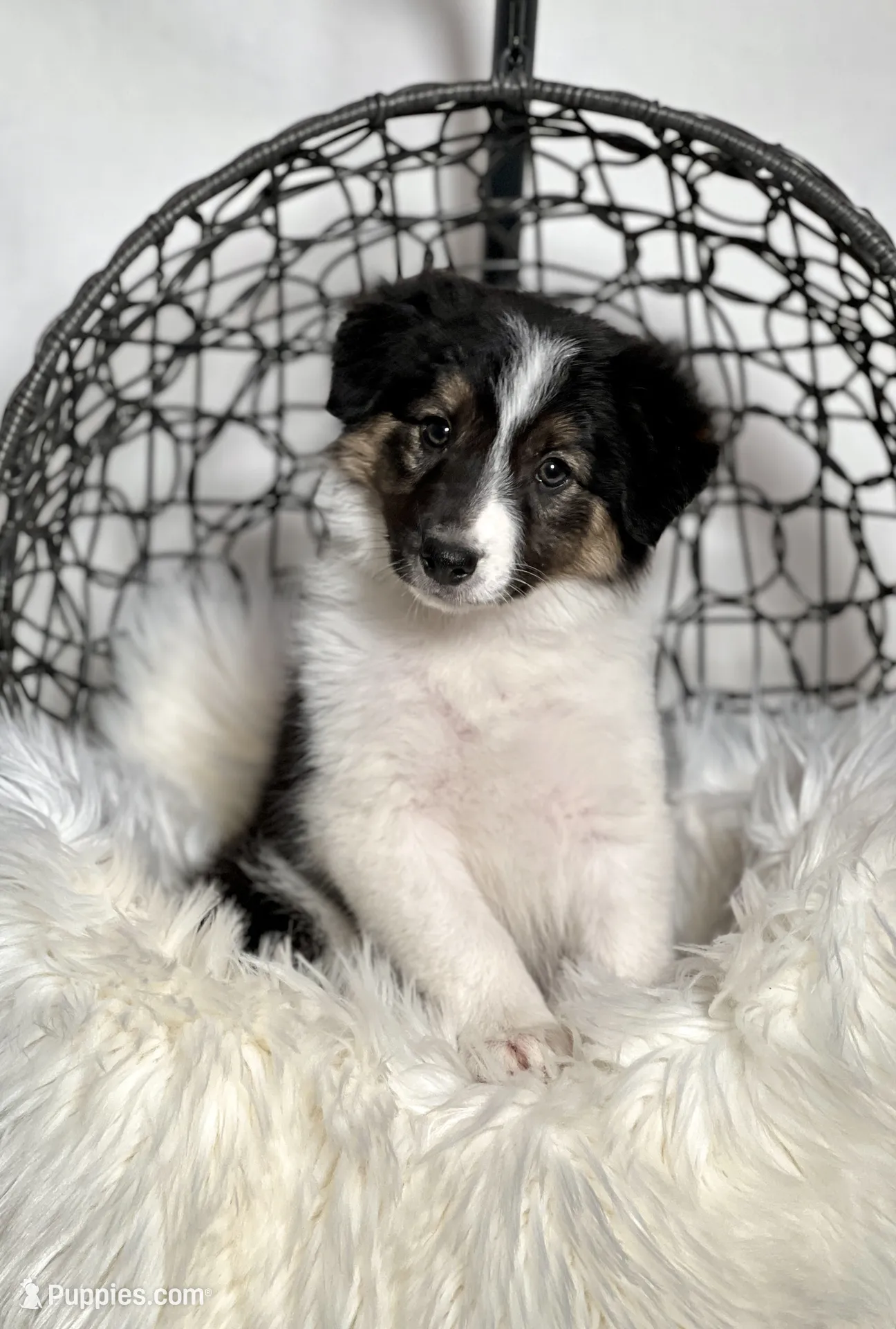 Atlas, a male Border Collie for sale in Springfield, MO – Photo 4 of 8