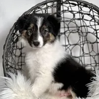 Atlas, a male Border Collie for sale in Springfield, MO – Photo 3 of 8