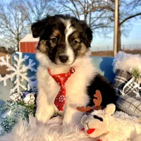 Atlas, a male Border Collie for sale in Springfield, MO – Photo 5 of 8