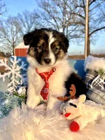 Atlas, a male Border Collie for sale in Springfield, MO – Photo 5 of 8