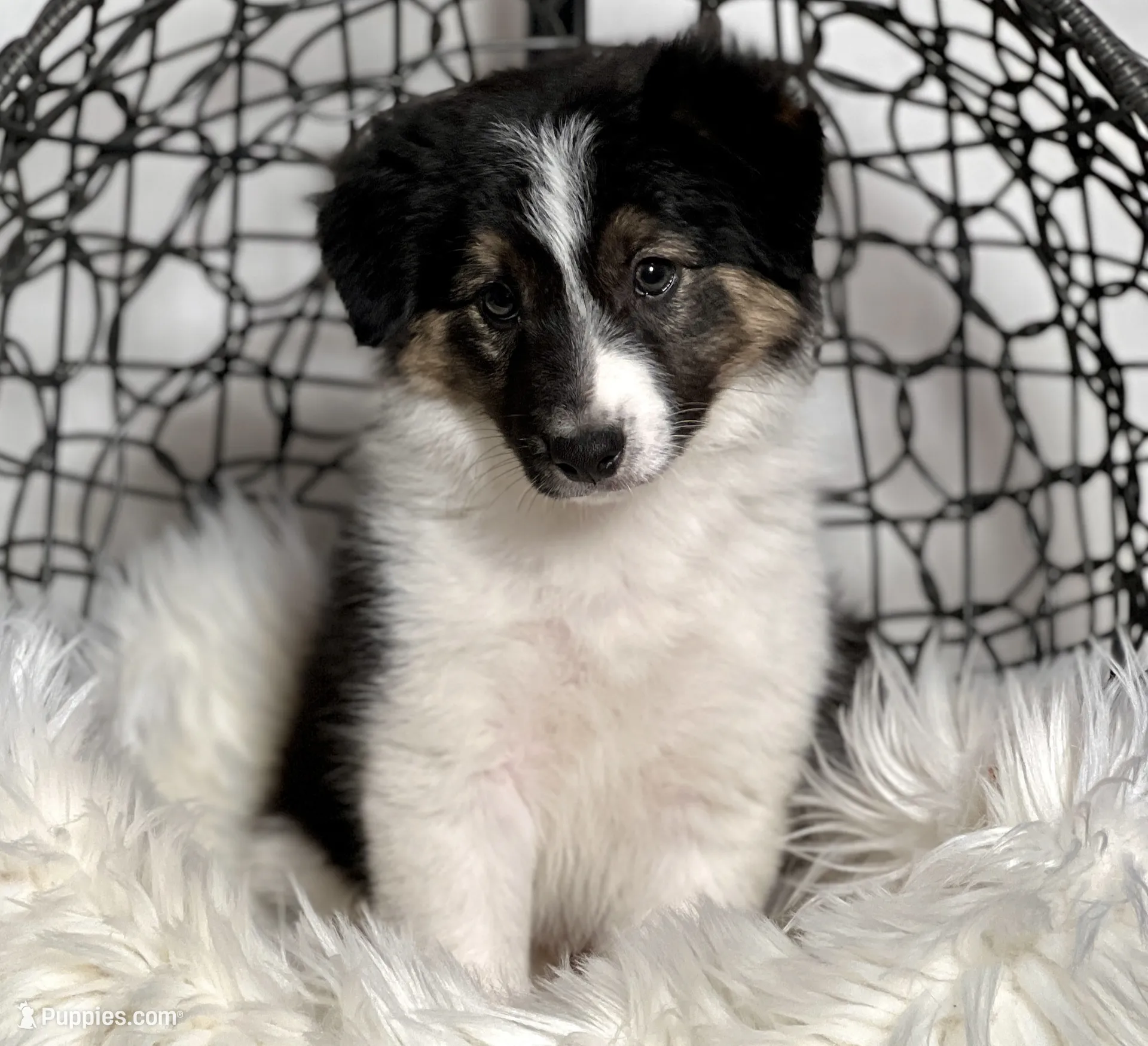 Atlas, a male Border Collie for sale in Springfield, MO – Photo 2 of 8