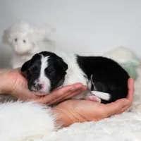 Atlas, a male Border Collie for sale in Springfield, MO – Photo 8 of 8