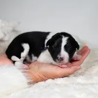 Atlas, a male Border Collie for sale in Springfield, MO – Photo 7 of 8