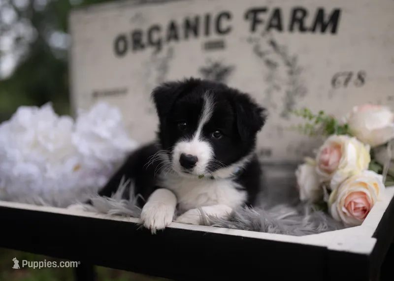 Koda – Border Collie puppy on hold in Springfield, MO
