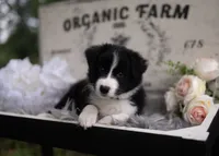 Koda, a male Border Collie for sale in Springfield, MO – 1 of 1